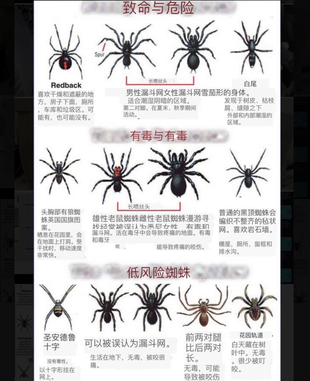 为什么家里会有蜘蛛