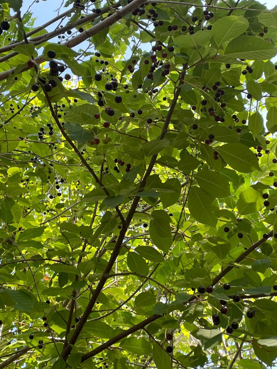 臭李子知识 这种果子在我们这叫臭李子,没熟的时候味道发涩,熟透了是