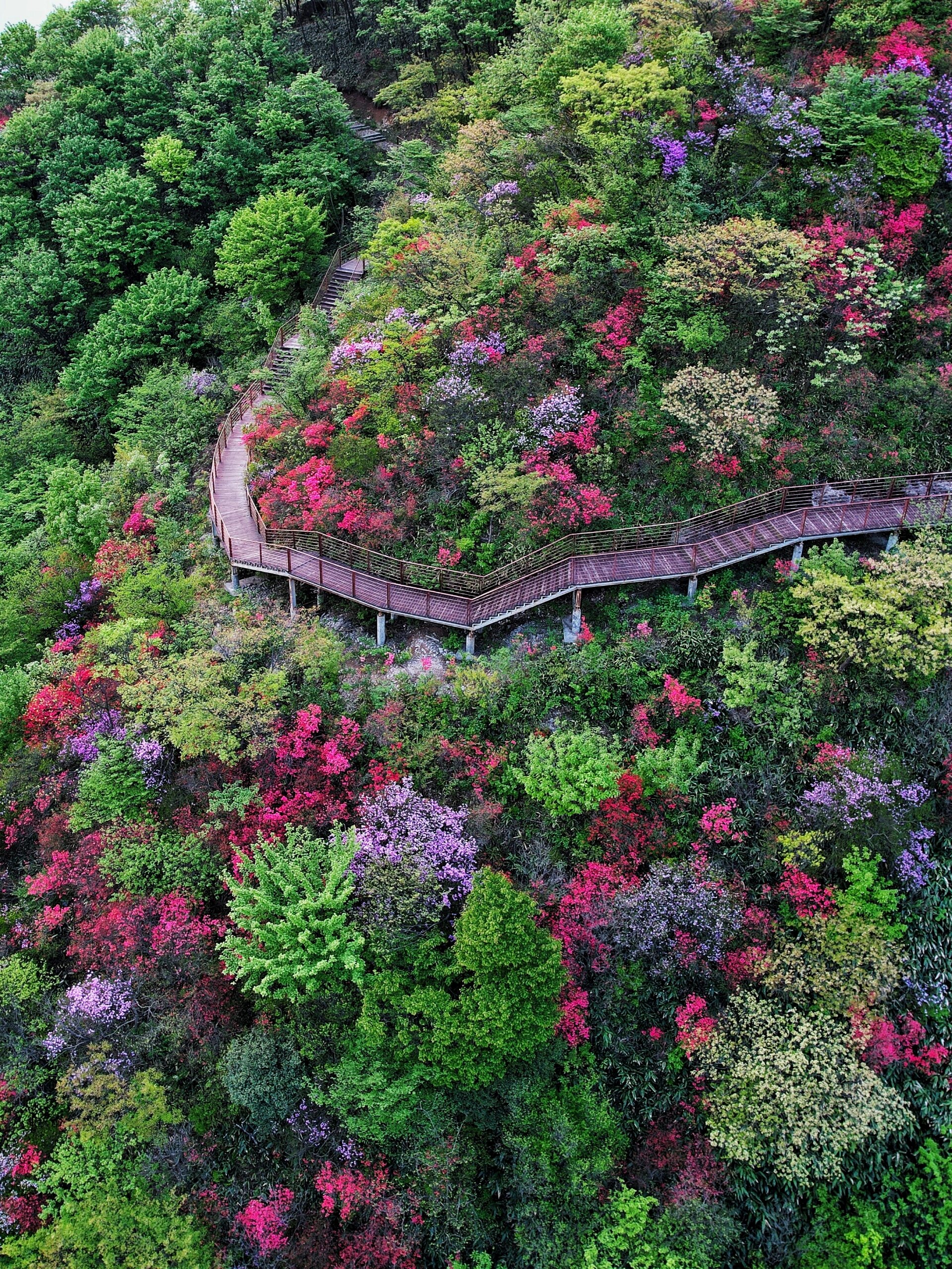 最美鸬鸟山,漫山杜鹃花