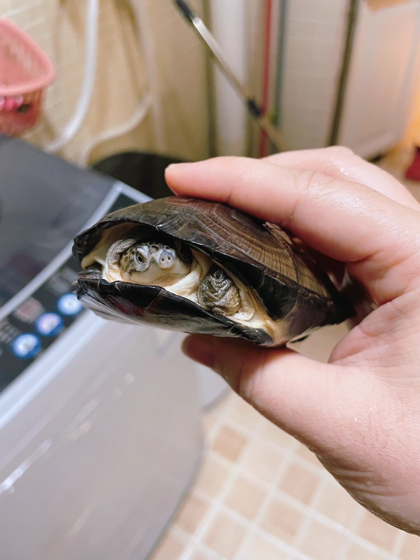 西非侧颈龟,棱背侧颈龟