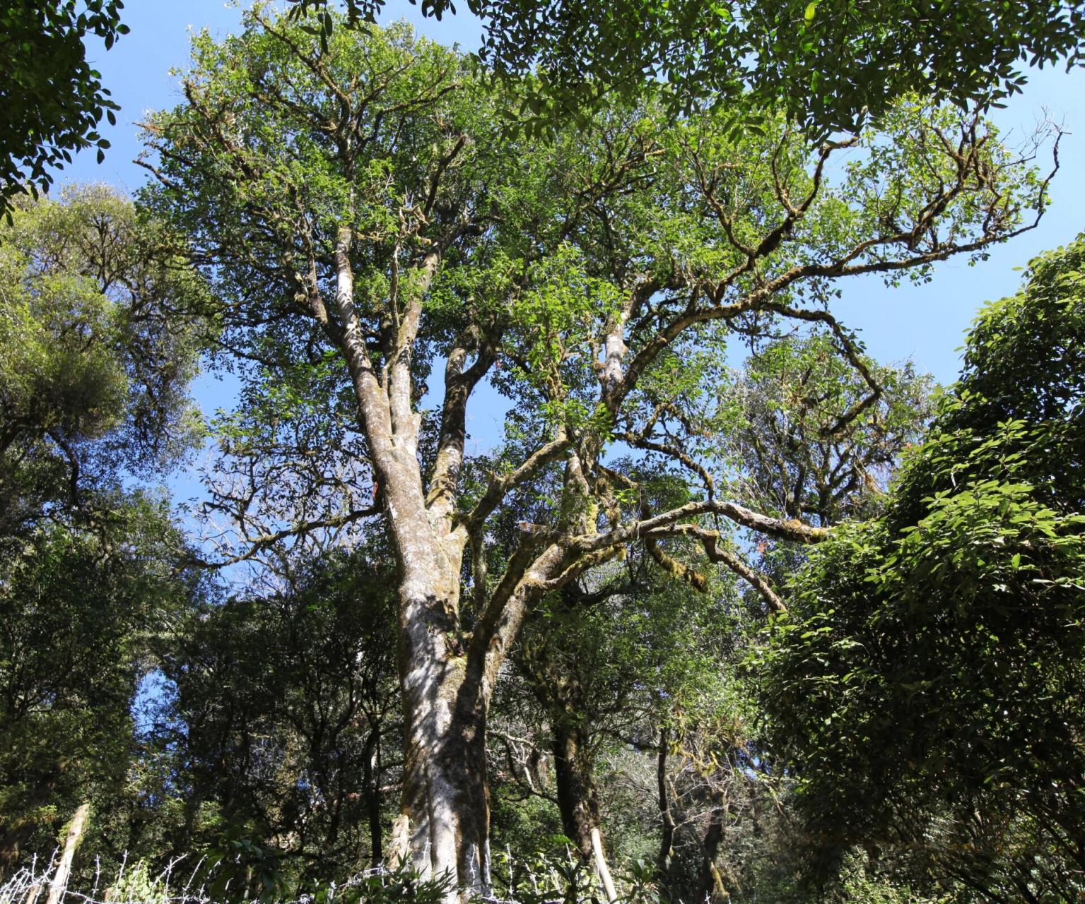 一棵2700多余年的野生古茶树王坐落于镇沅县九甲镇内千家寨,喜欢大