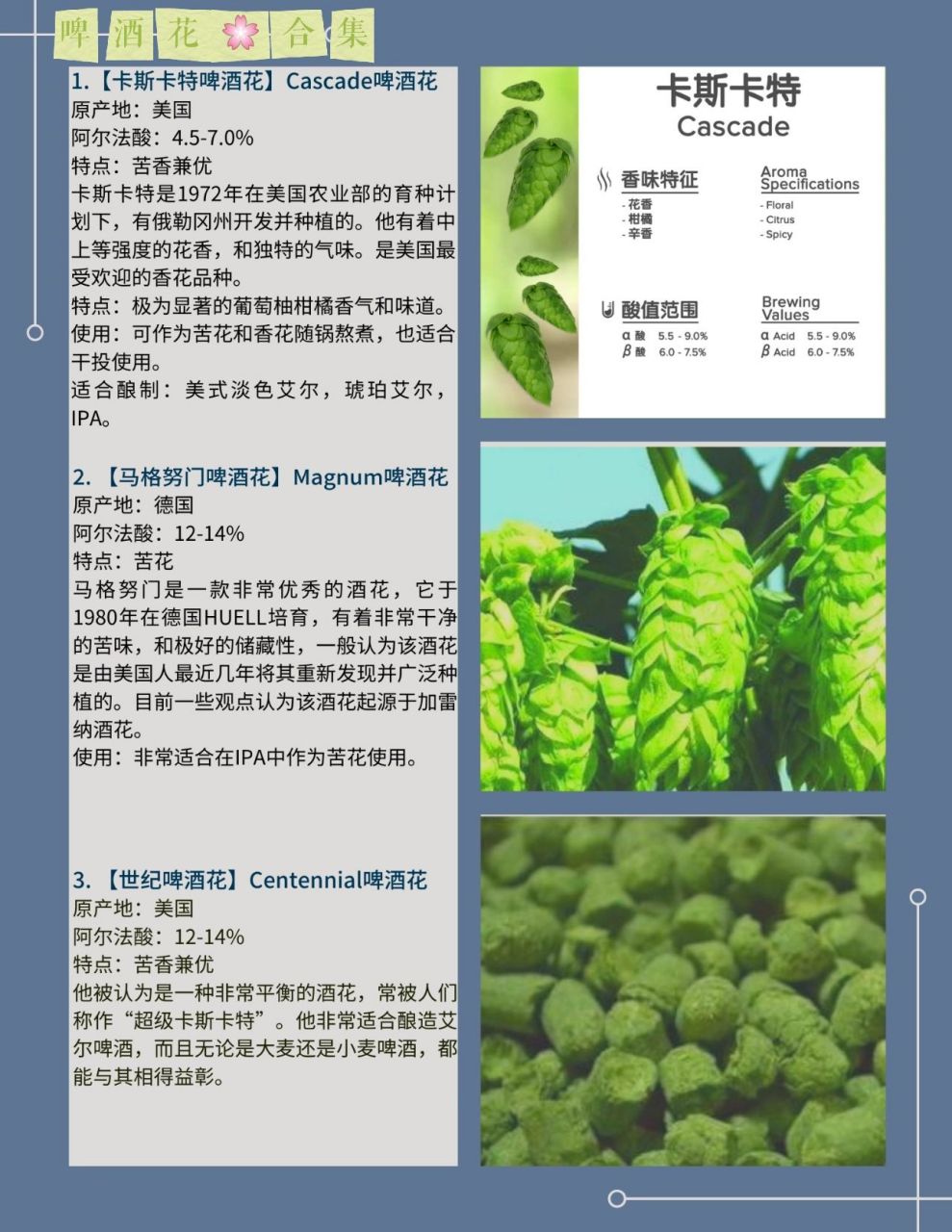 常识 啤酒花(也叫蛇麻)是酿造啤酒的4大基本原料之一(其他原料是麦芽