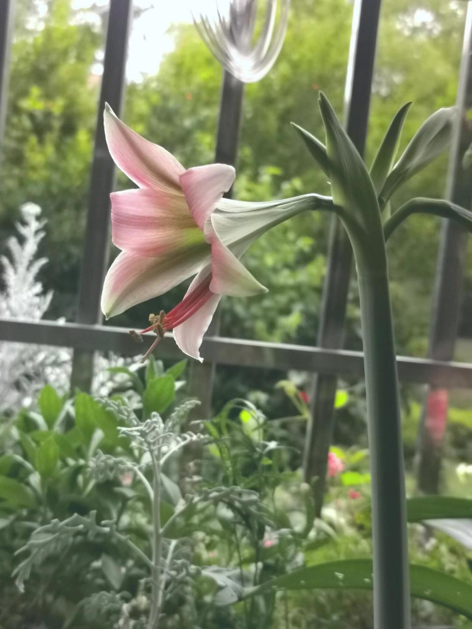 朱顶红——迷雾 这款朱顶红花型看着就跟铁炮百合一样,不看球根,就是
