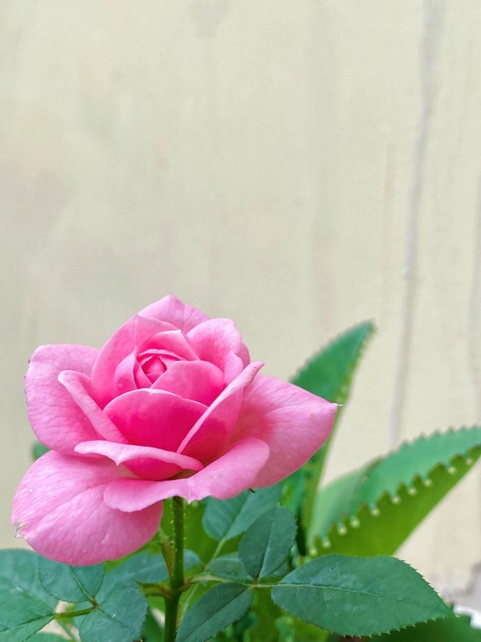 微型月季|品种:淑女 小阳台盛开的一只独苗,一朵朵地复花95