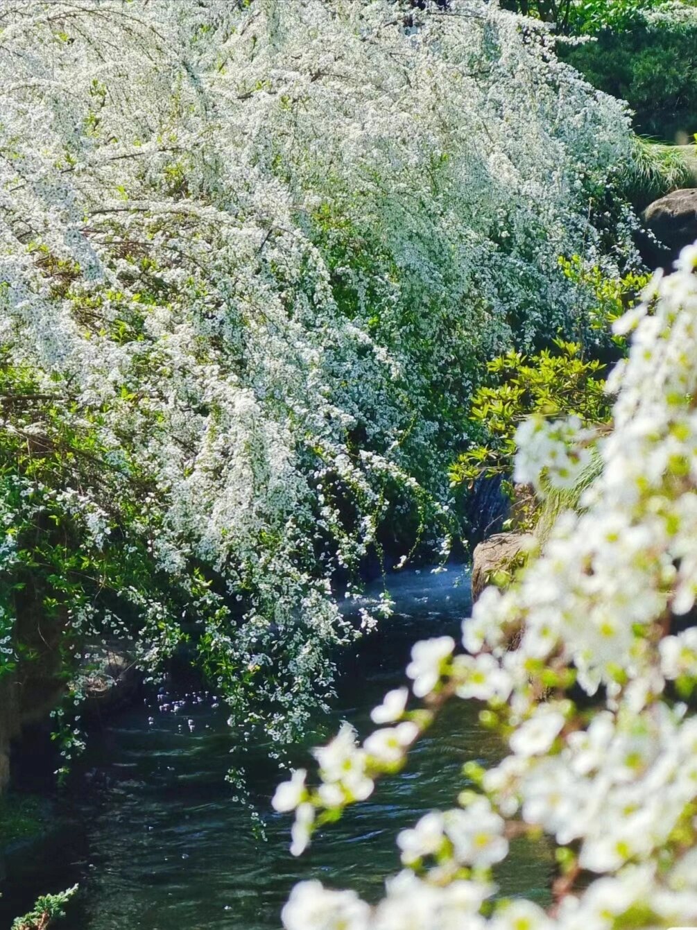 殊胜花语图片