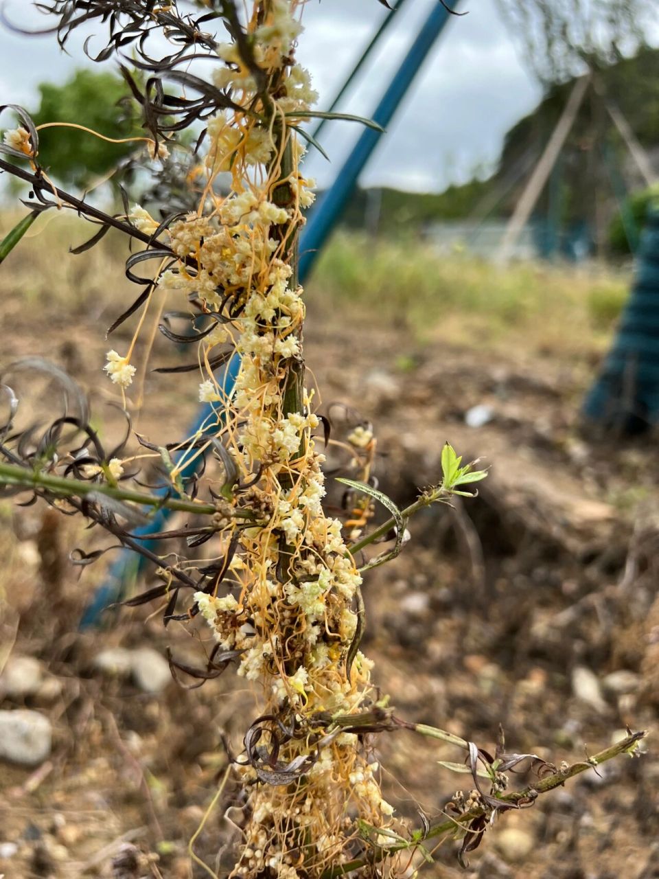 菟丝花 病弱图片