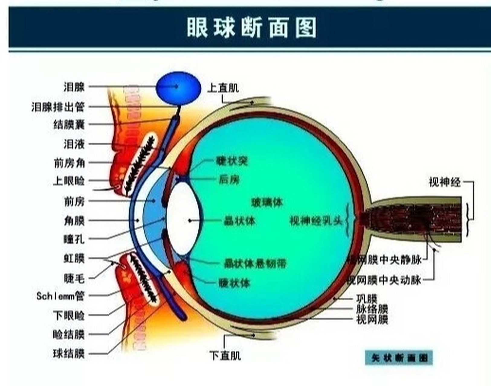 治眼病,首先认识眼睛与五脏的关系(一) 源自《审视瑶函》(明.