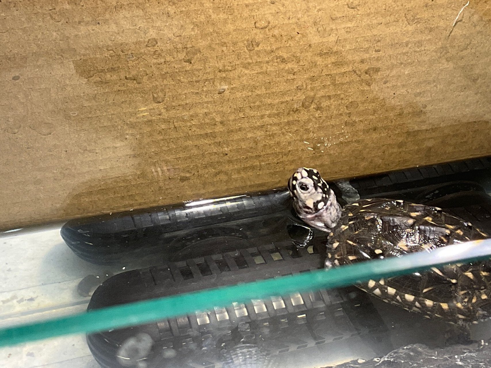 斑点池龟饲养 求助各位大佬,孩子是不是腐皮了,还是在蜕皮啊,正常开食