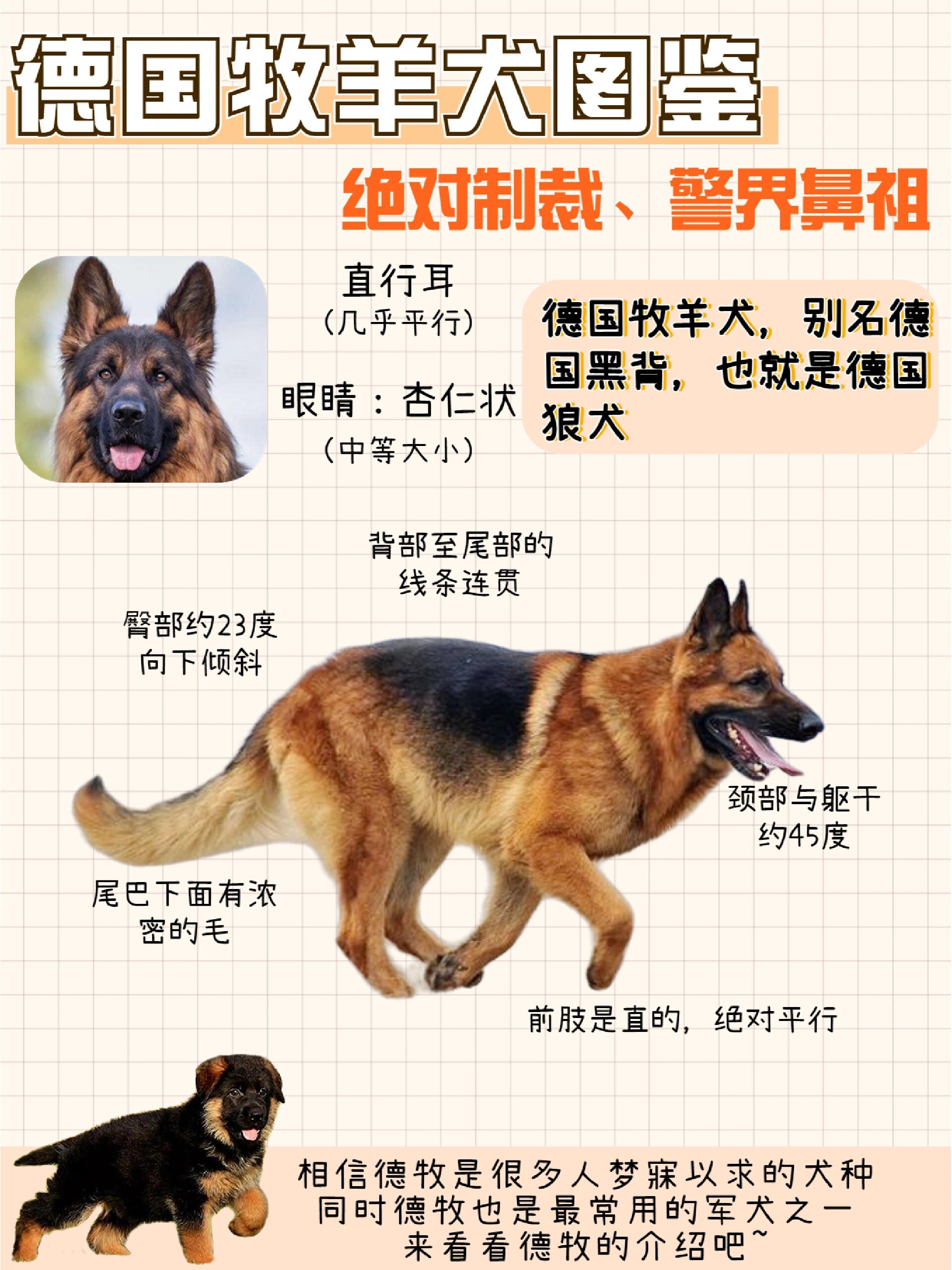 德国牧羊犬血系图谱图片