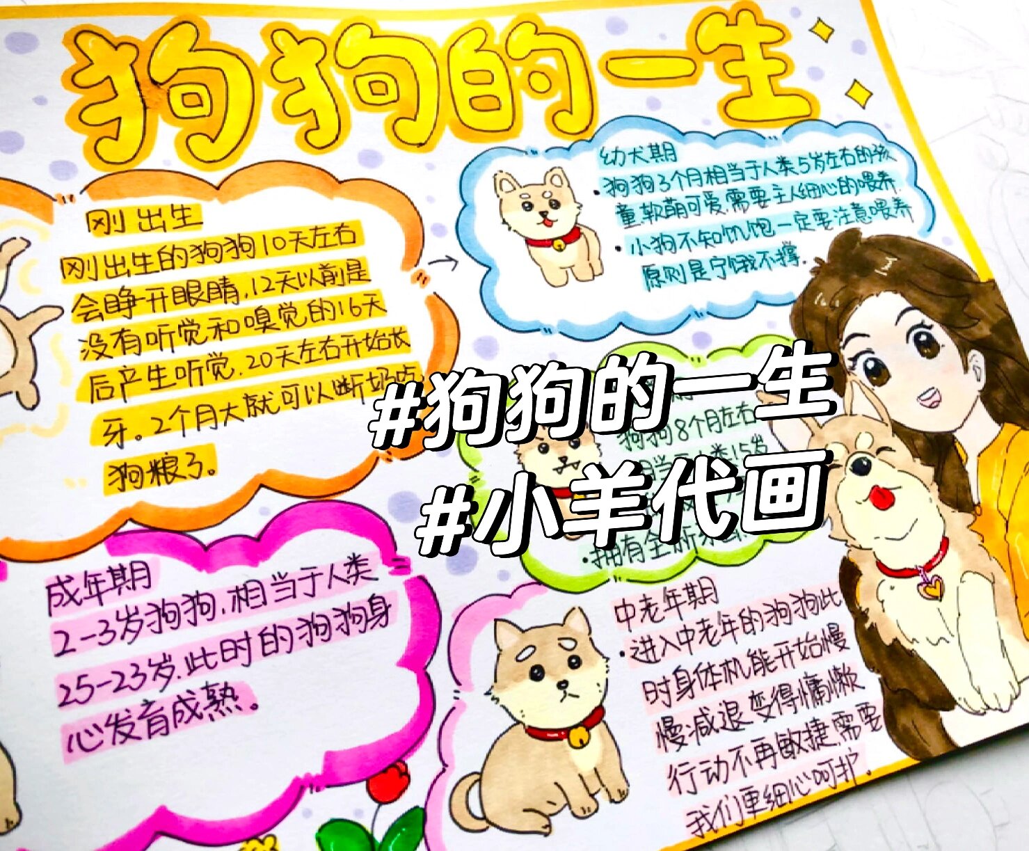 狗狗的一生手抄报