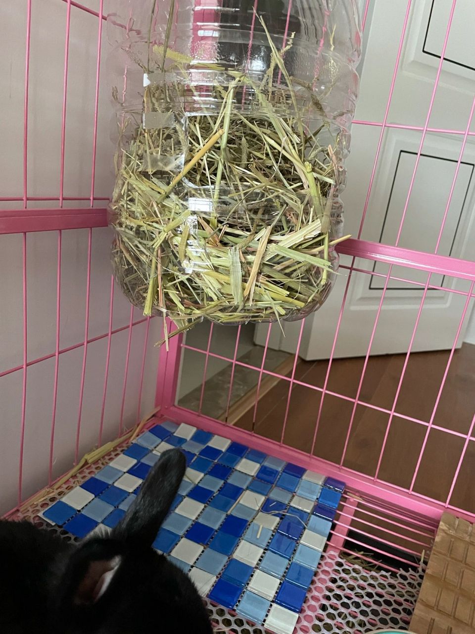 "零成本"自制兔子草架 原来家里用的布袋子那种,但是猫很喜欢吧啦