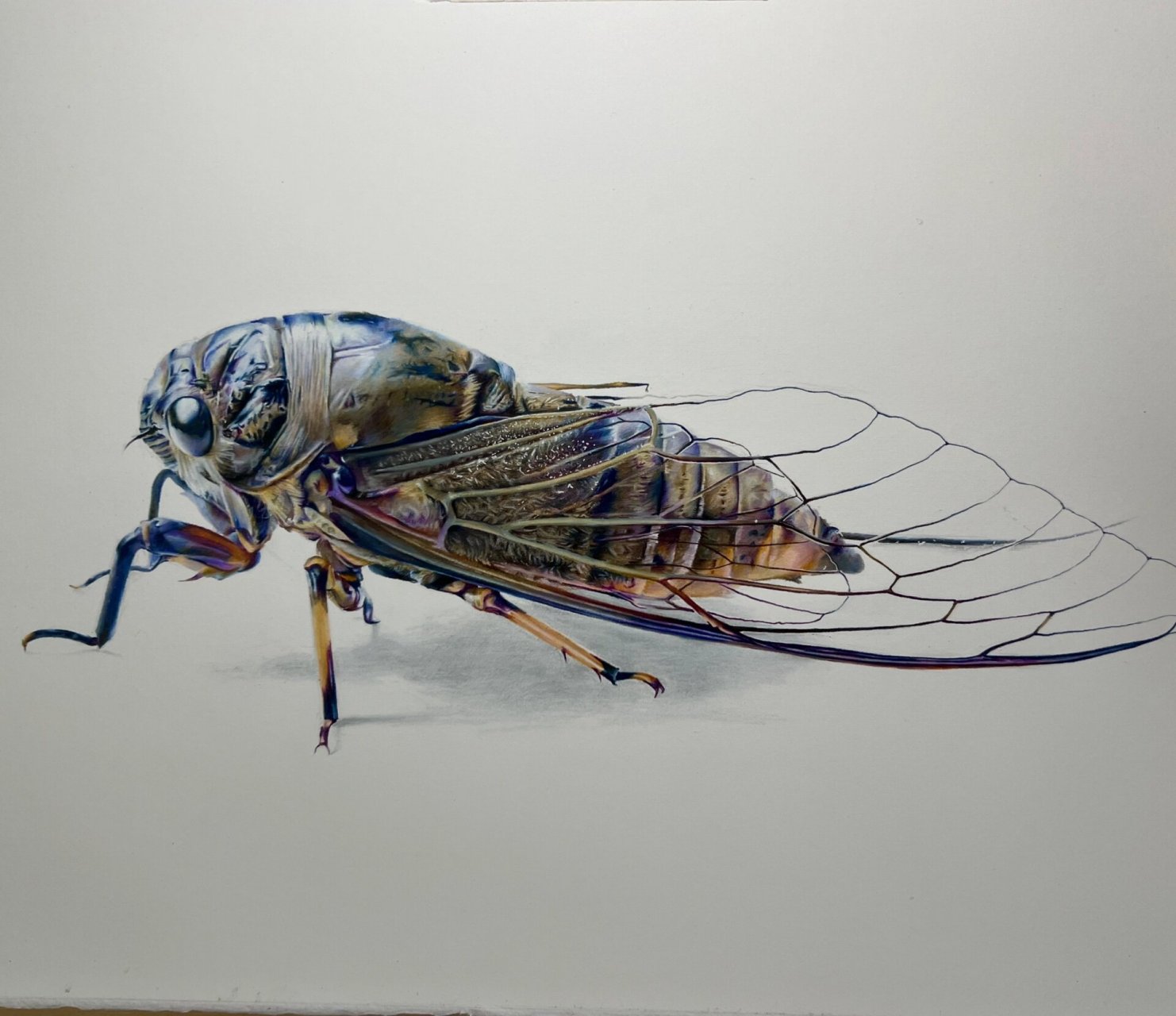 写实彩铅-蝉 过程