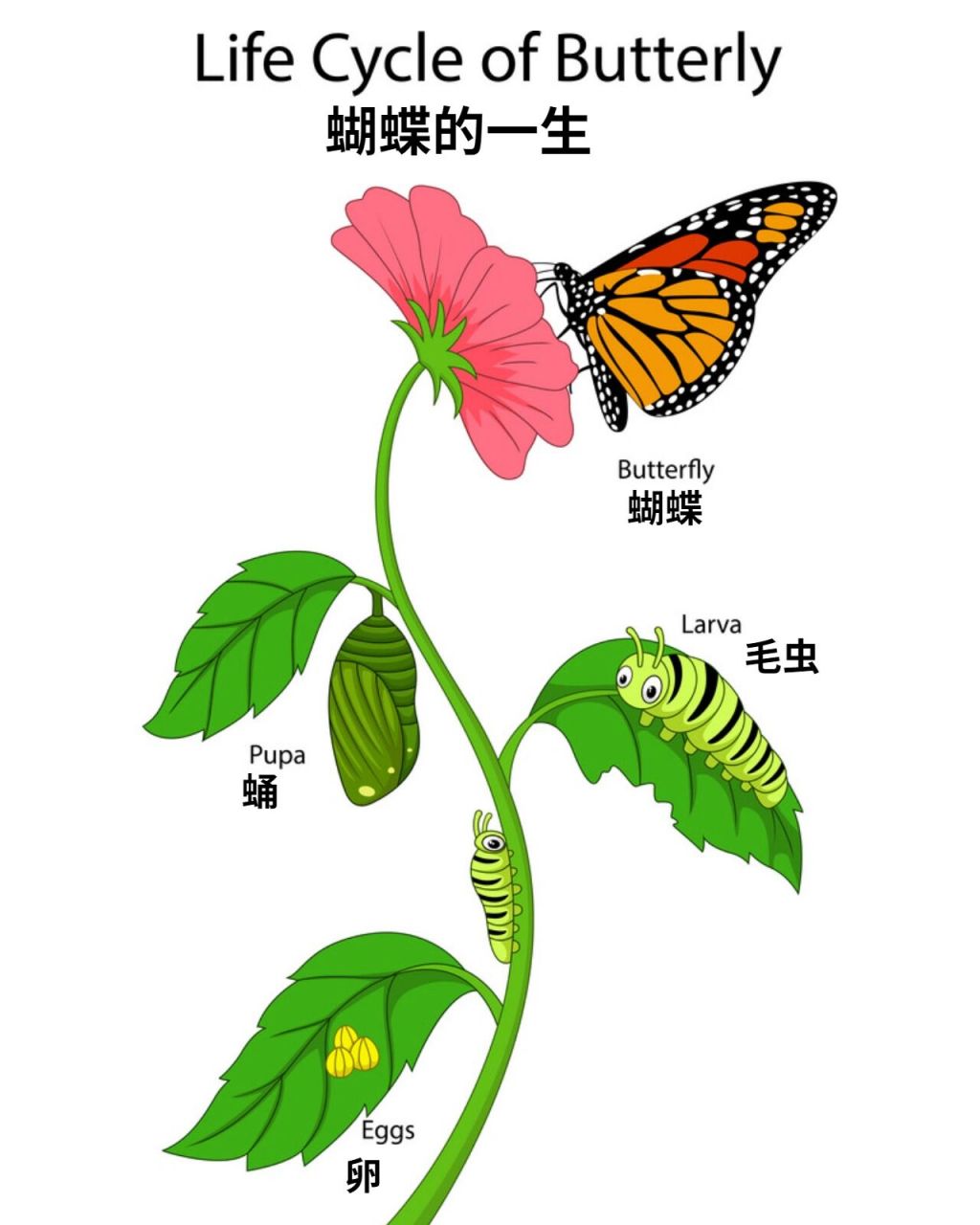 蝴蝶的形态结构特征图图片