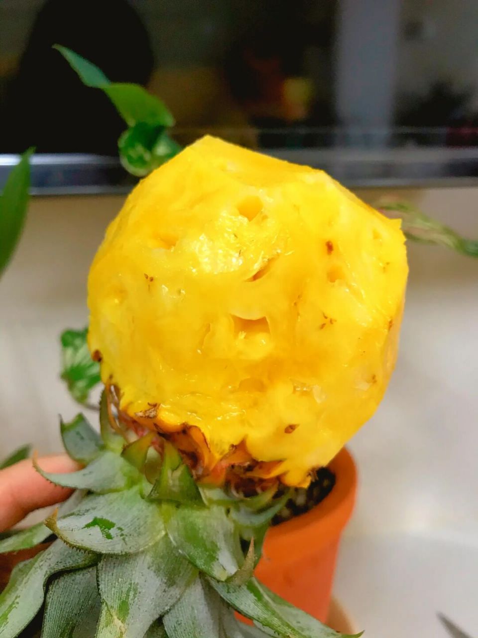 这几块钱的小凤梨是真甜啊!巨好吃! 个头虽小,但是真甜啊!