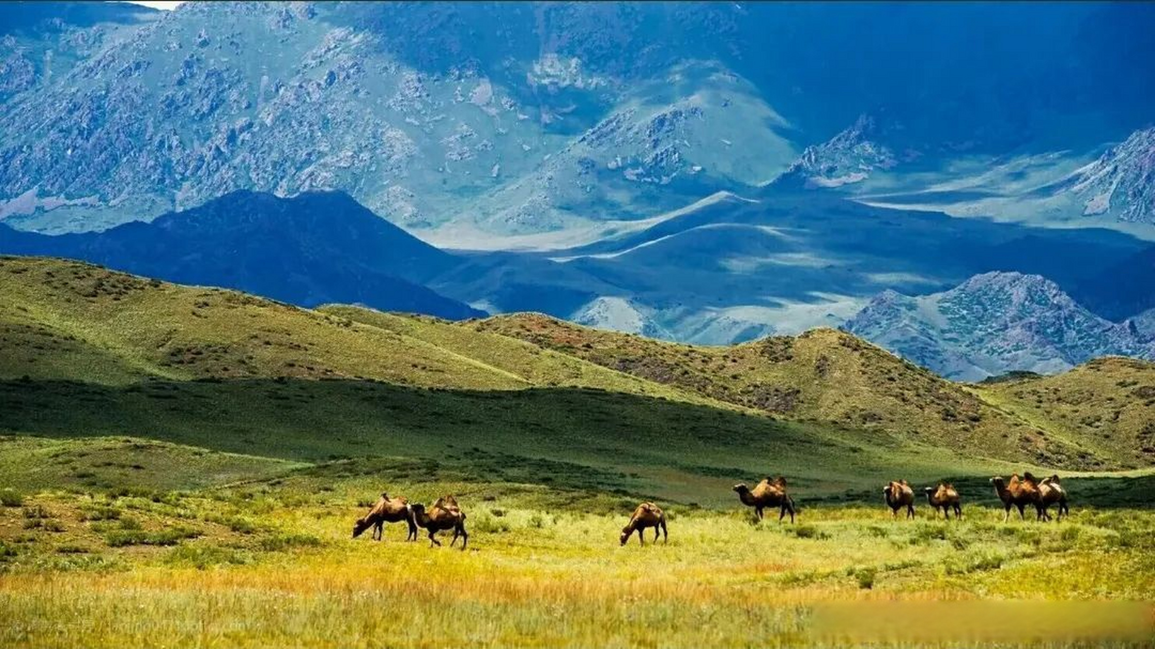 为什么去旅游的人越来越多了# 塔尔巴哈台山在每个塔城人的脑海里都