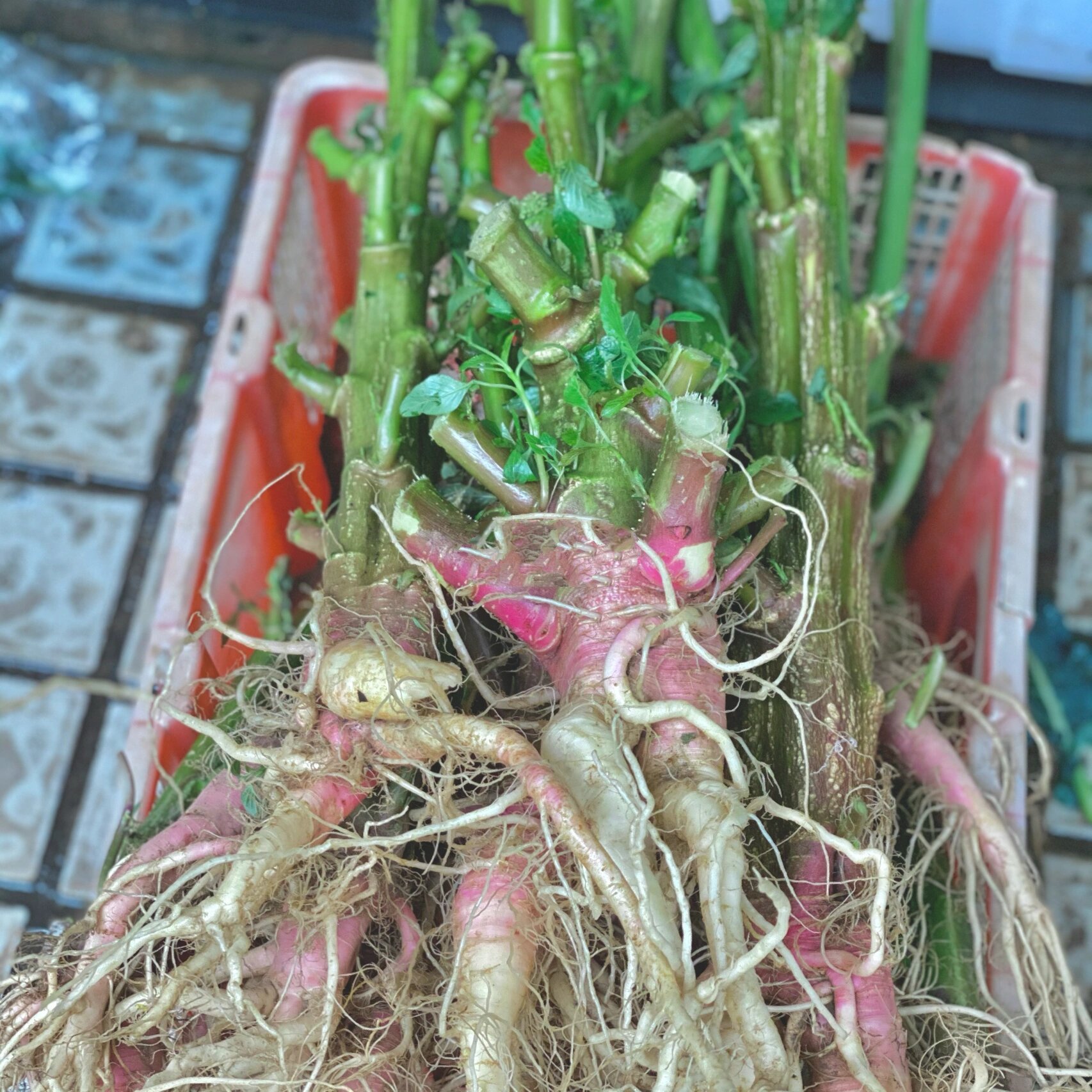 野刺苋红豆猪骨汤