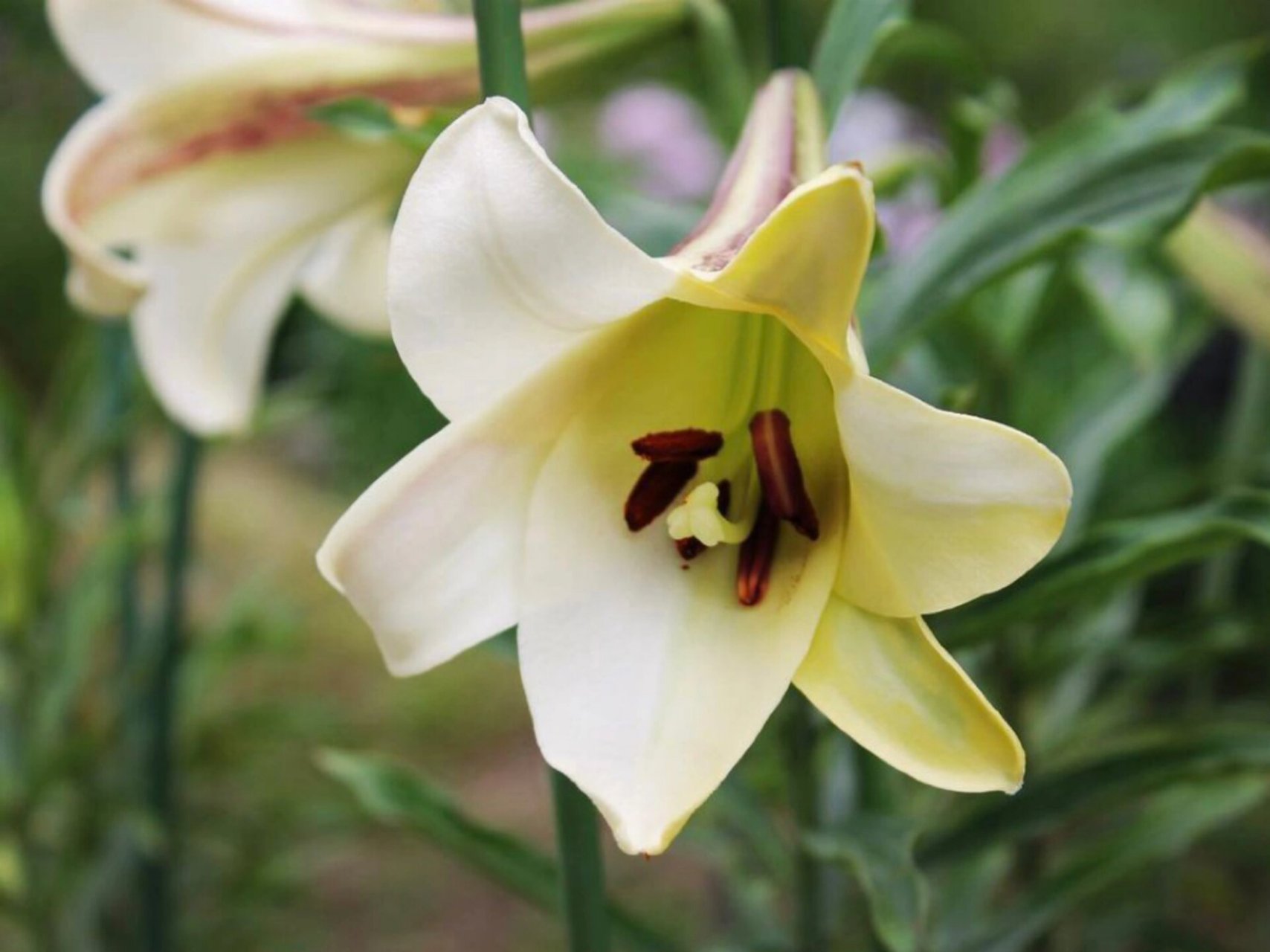 野百合-布朗百合(龙牙百合原种) lilium brownii,会转色的野百合,分布