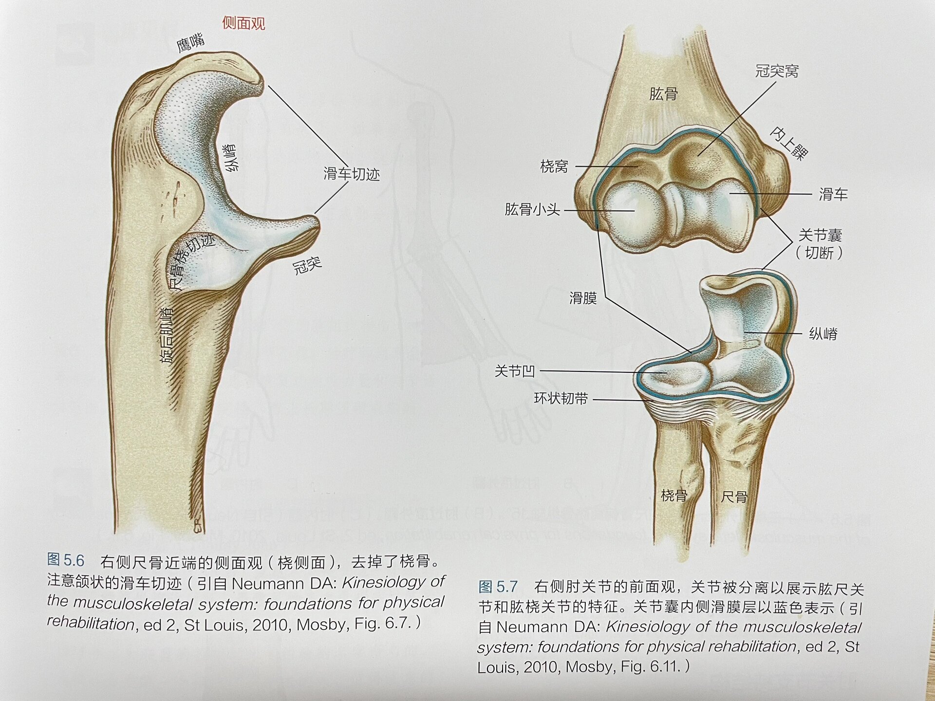 尺骨 桡骨