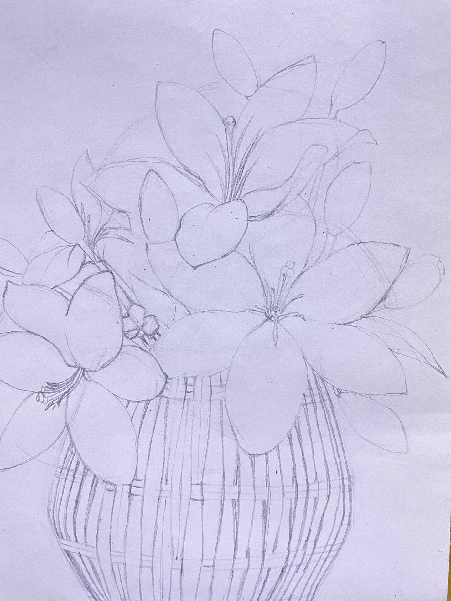 植物写生篇18(内附写生原图