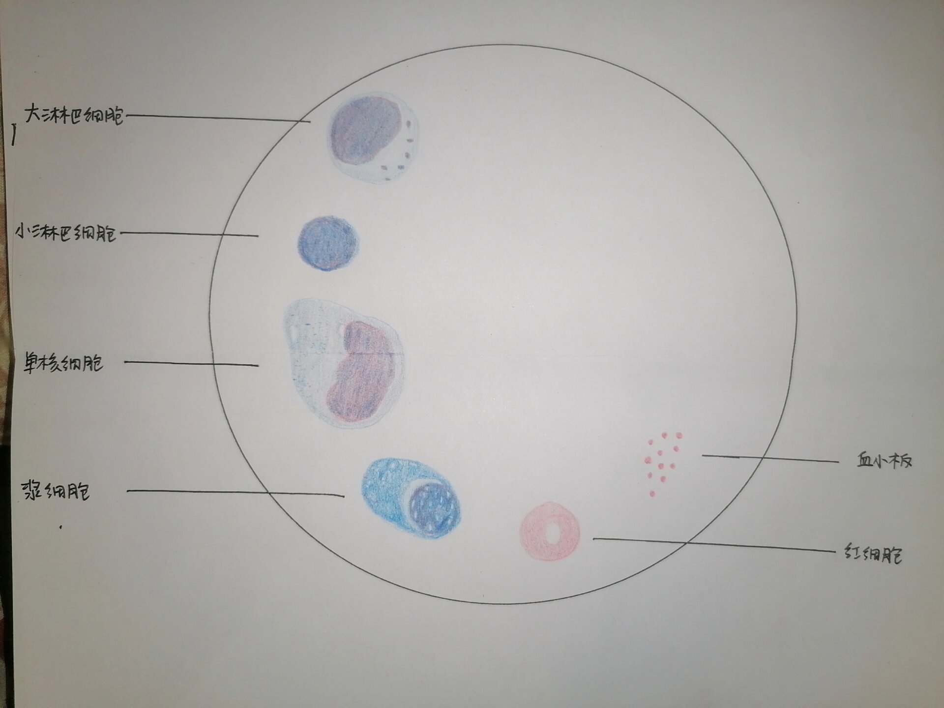 骨髓涂片红蓝铅笔绘图