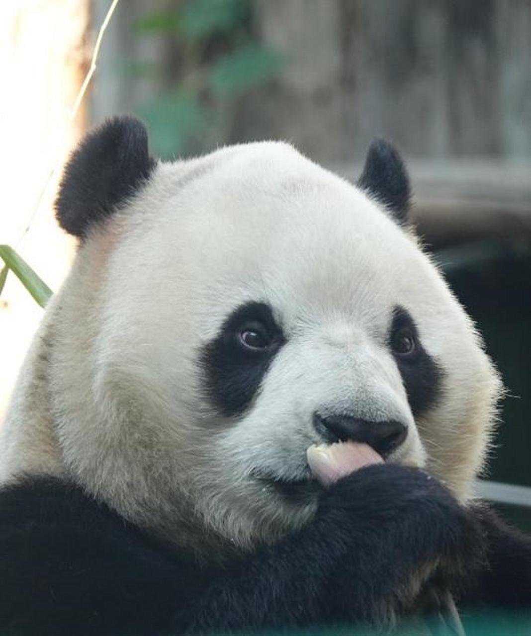 大熊猫胖大海小时候也是一个社恐小熊