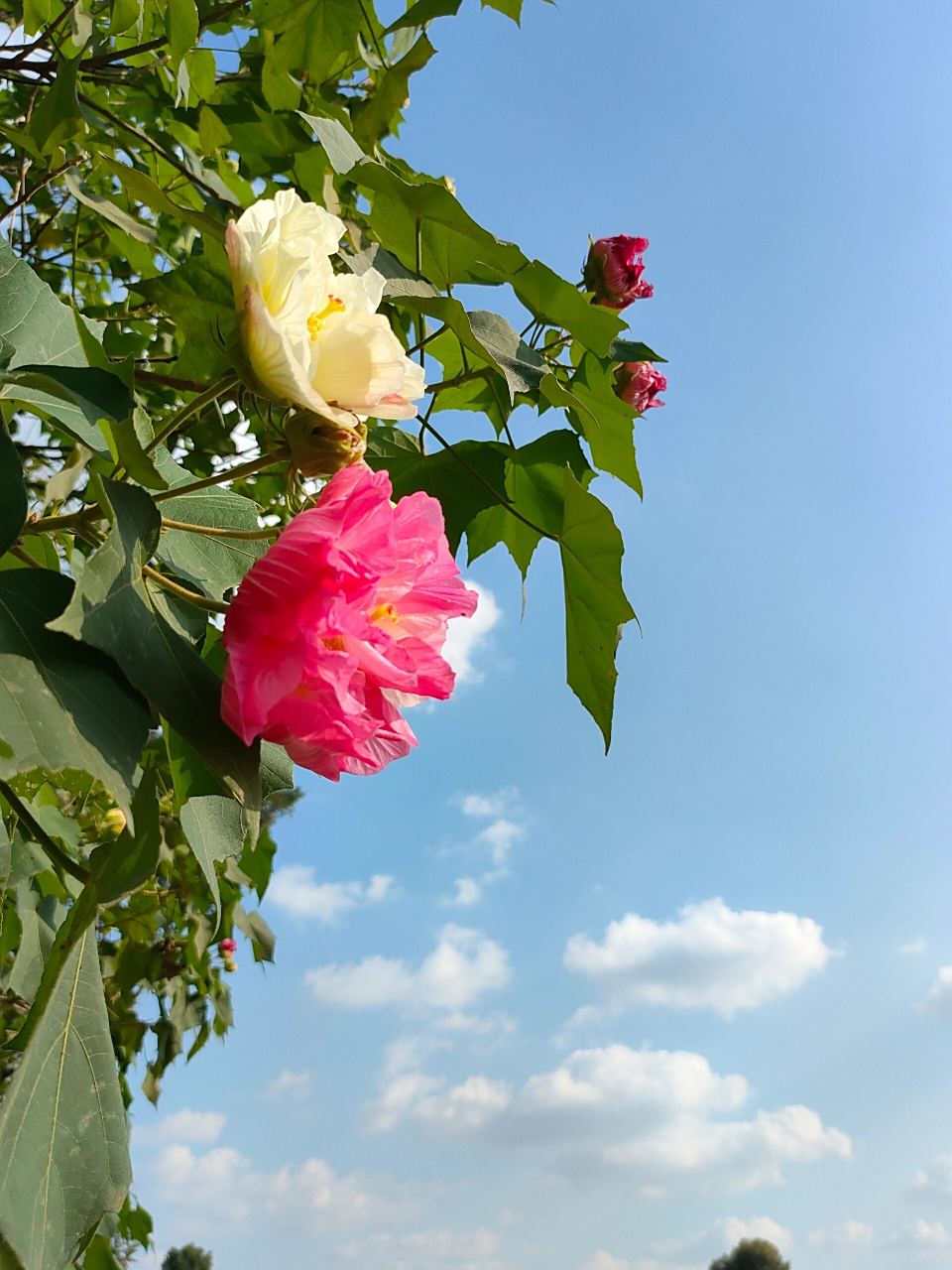 成都市的市花 突然觉得阳光下的芙蓉花好美