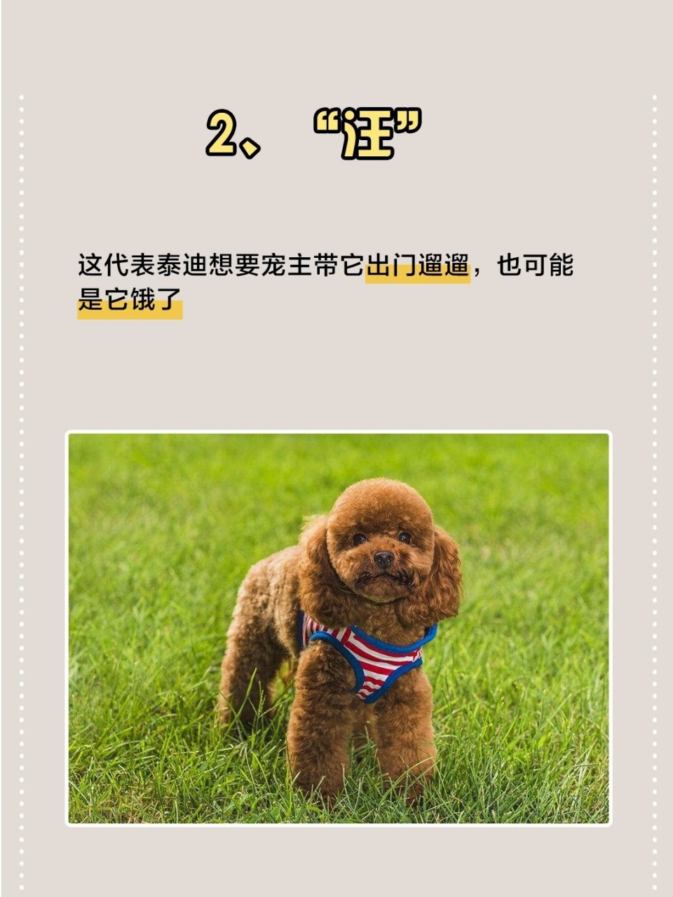 今天就来说一下泰迪不同叫声,代表了什么意思.