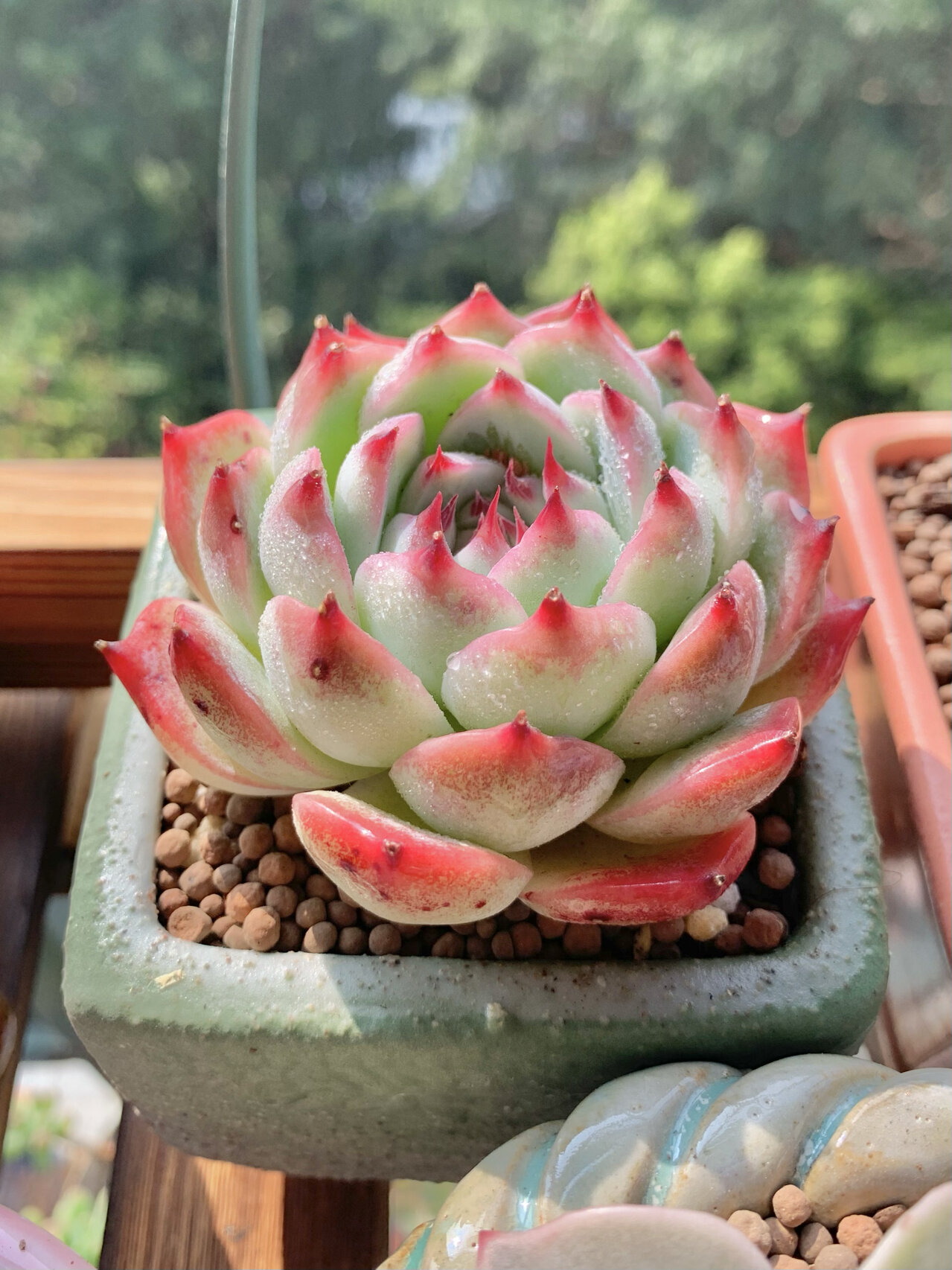 【多肉】林赛 林赛就是优选吉娃娃,各有各的美