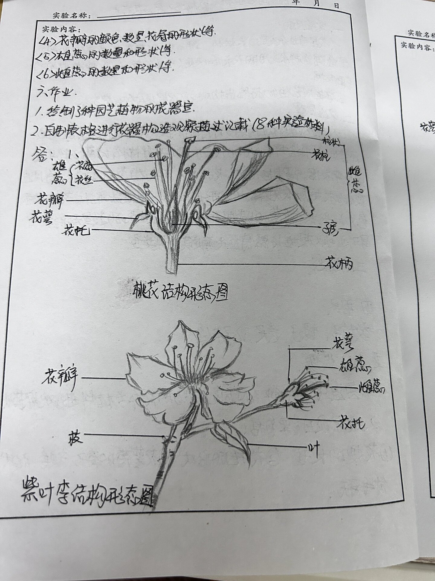 桃花结构图怎么画图片