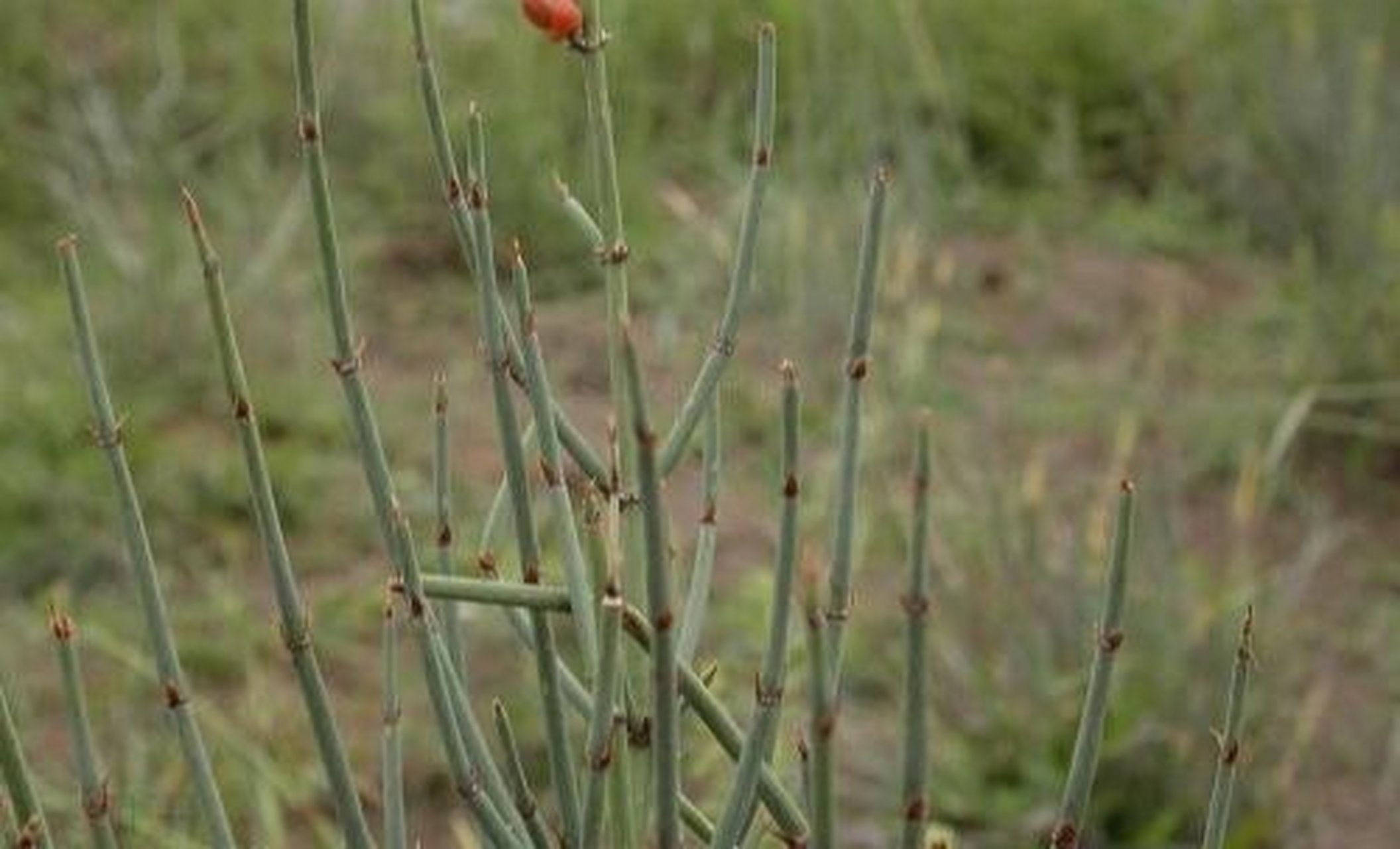 麻黄植株图片图片