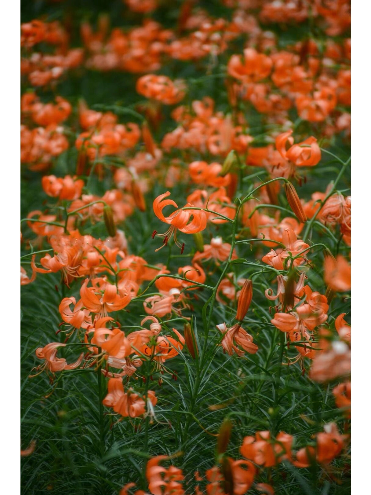 兰州百合开花了,竟然是这样的