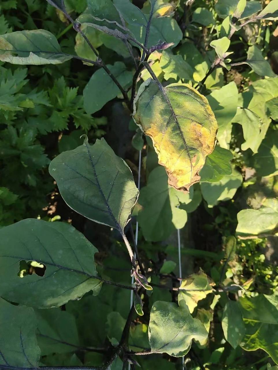 茄子病害 茄子叶枯病