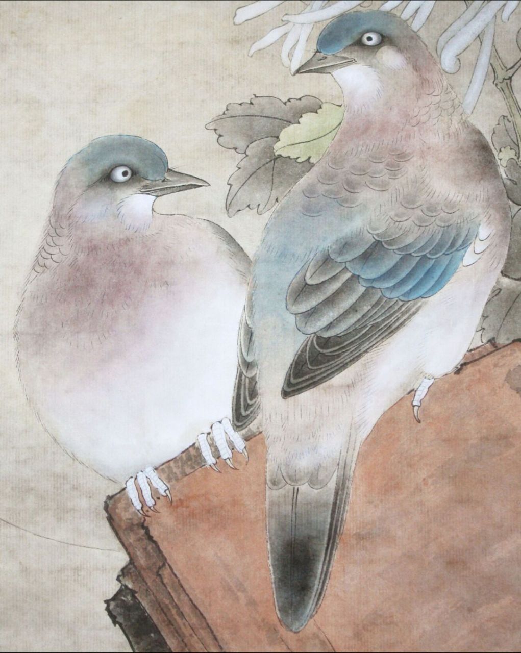 工笔画步骤分享(鸟类设色步骤——斑鸠) 概述:斑鸠为中国常见鸟类.