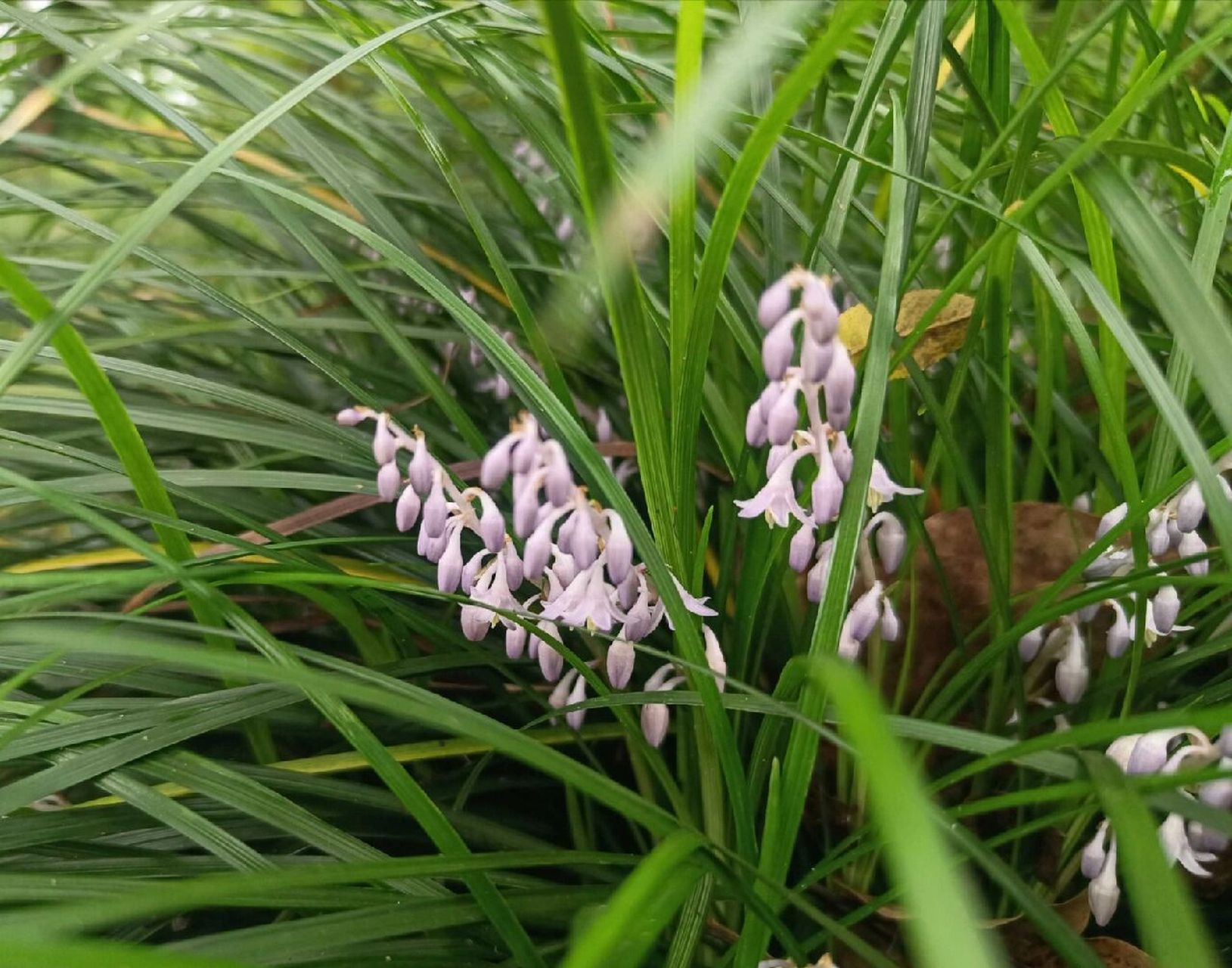 植物小科普～沿阶草 别 名:书带草,麦冬,绣墩草 科:百合科 特 征