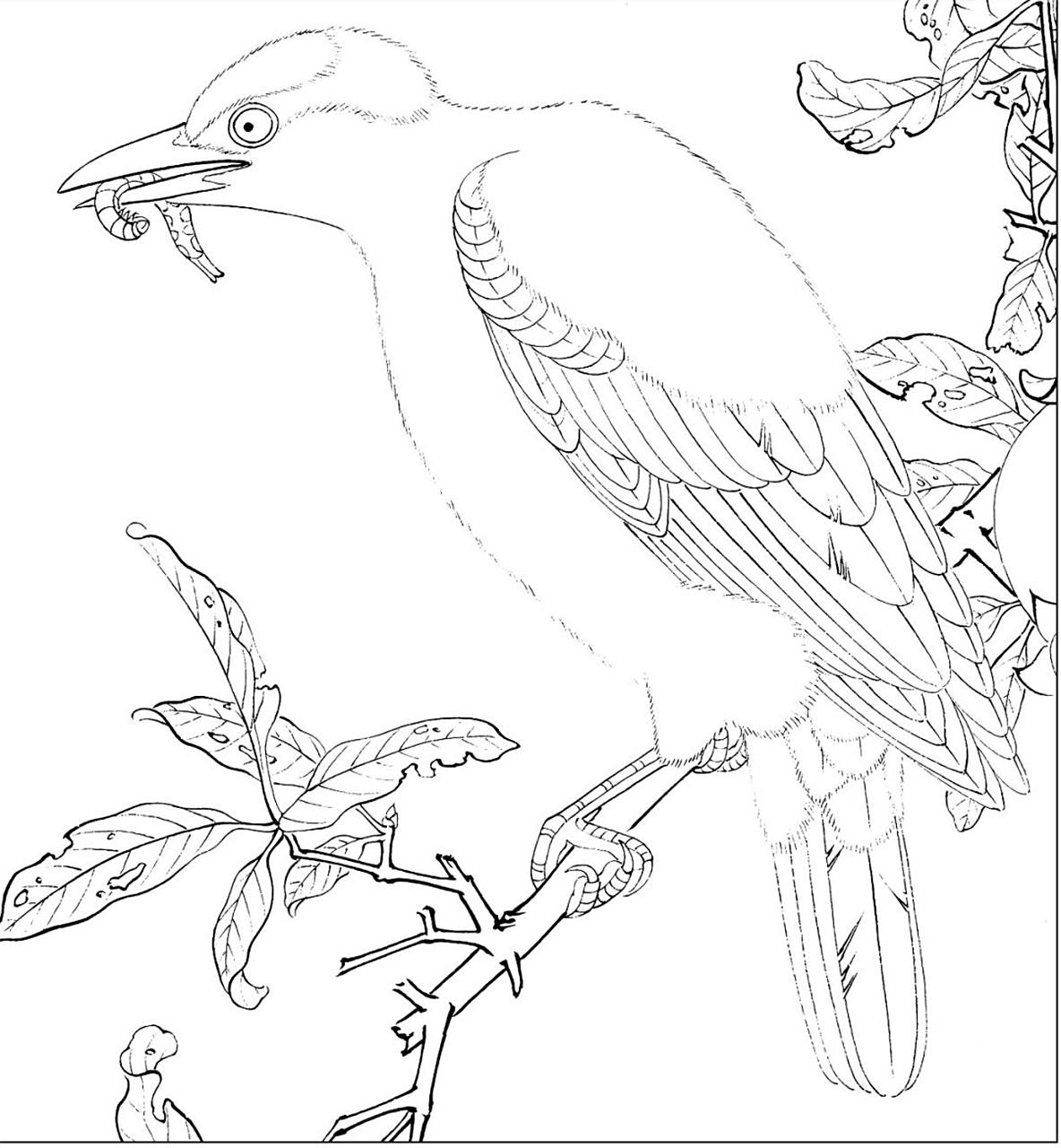 工笔画步骤分享(鸟类设色步骤——黄莺) 概述:黑枕黄鹂,又称黄莺,体长