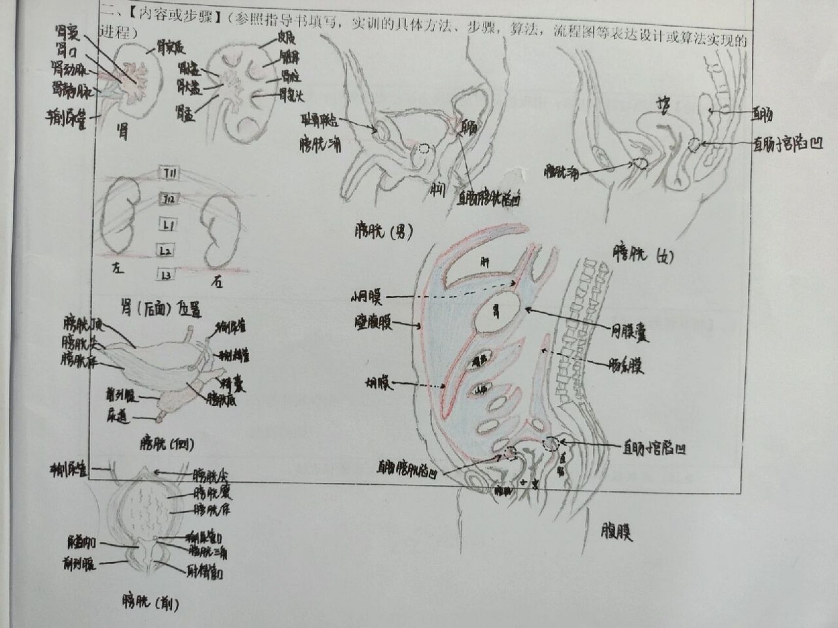 膀胱手绘图图片