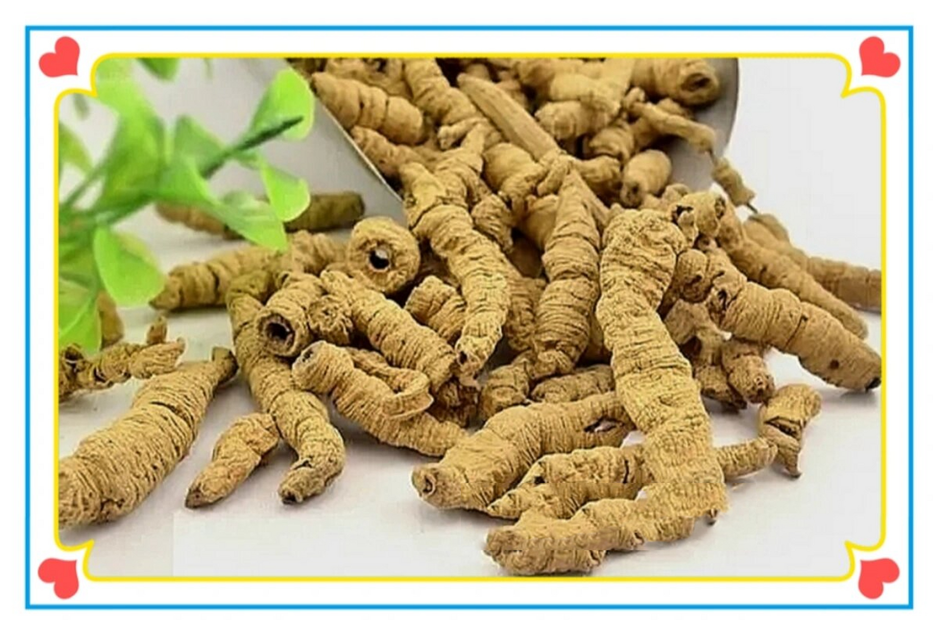 巴戟天(巴戟) 67巴戟天——中药里的壮阳"专家" 巴戟天是常用的补阳