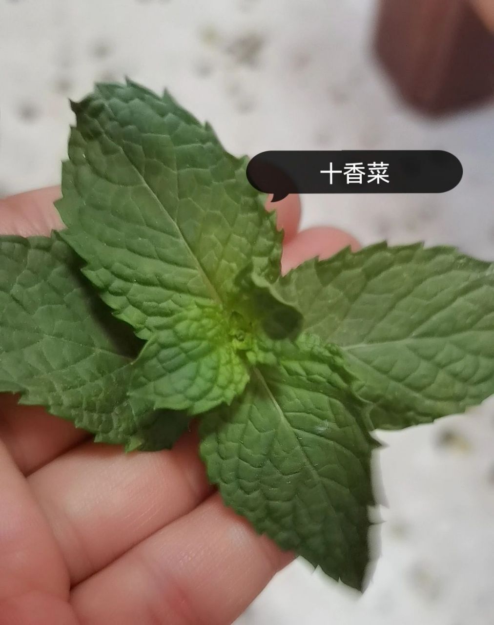 薄荷&十香 十香菜又称绿薄荷,纹路很深,凹凸不平.