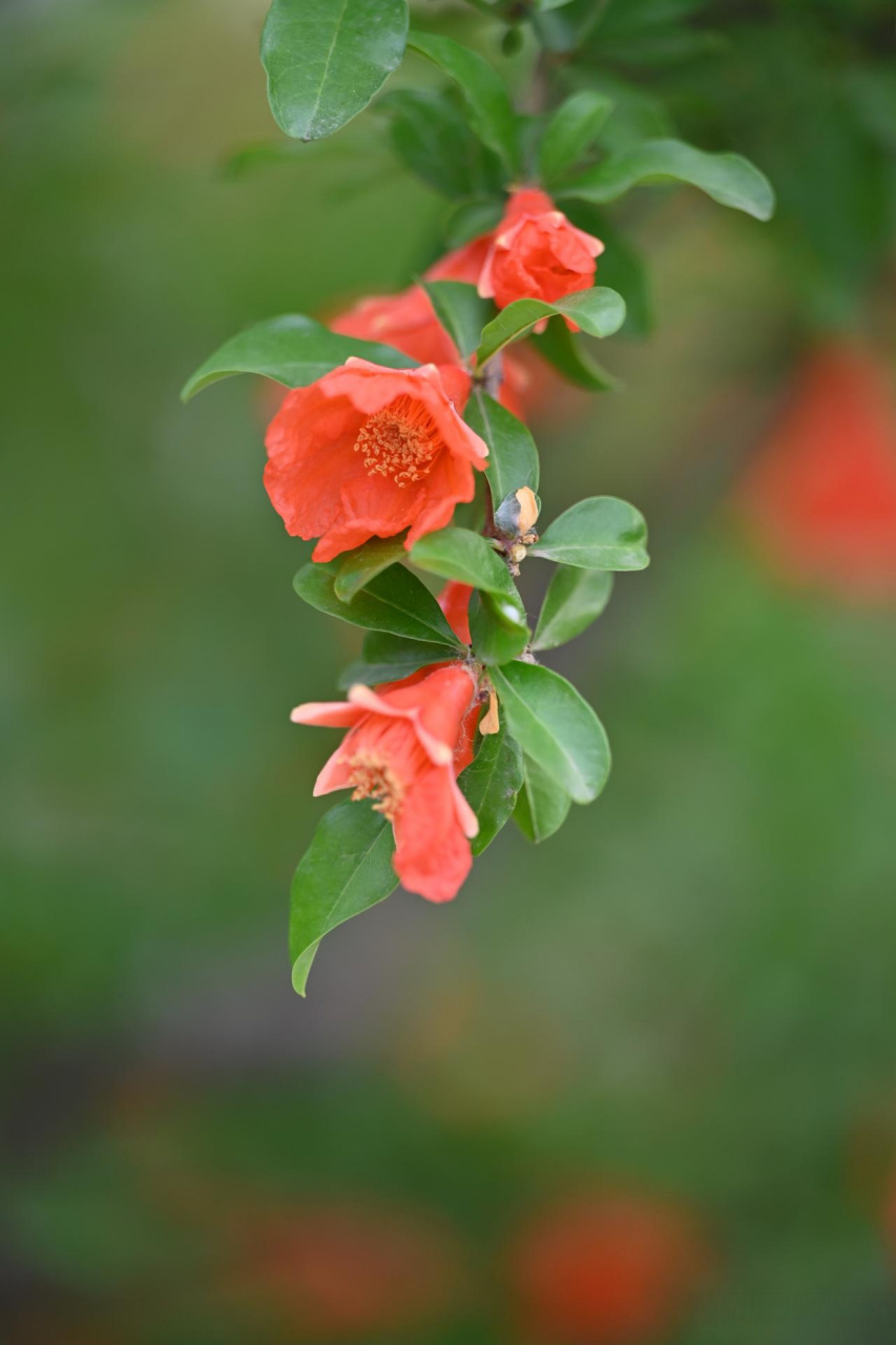 西安的市花图片