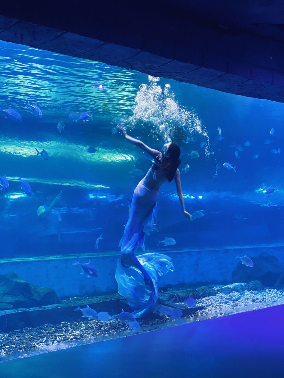 不用人挤人6015五一在东莞这个海洋公园玩尽兴 之前一直就很想去