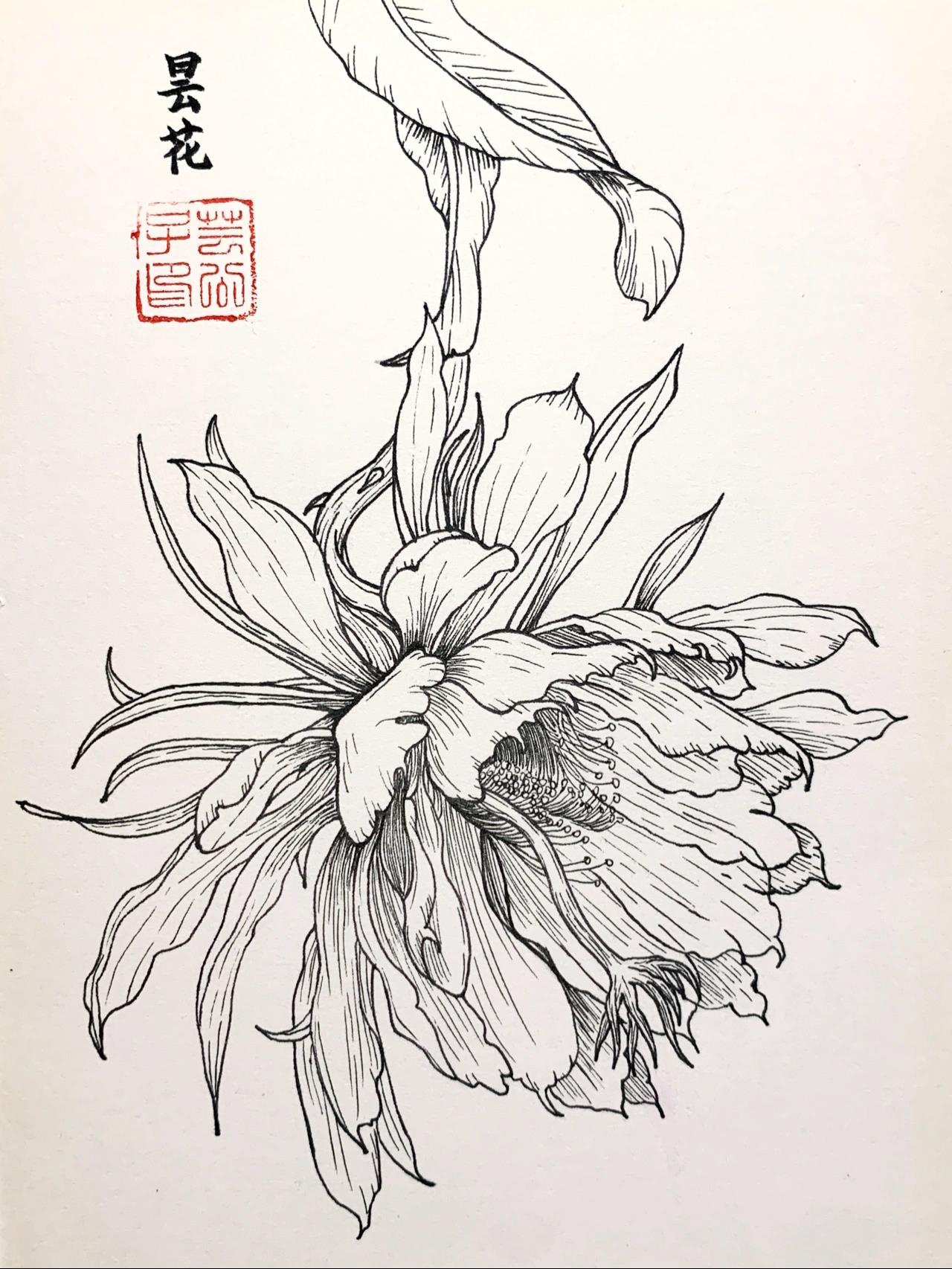 每日一画 | 白描花卉昙花 | 手绘教程