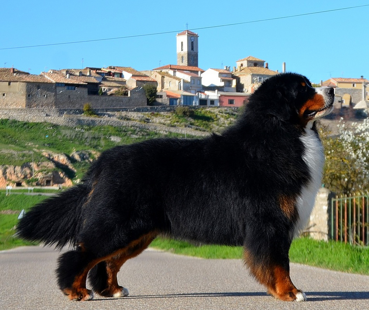 伯恩山犬体型图片