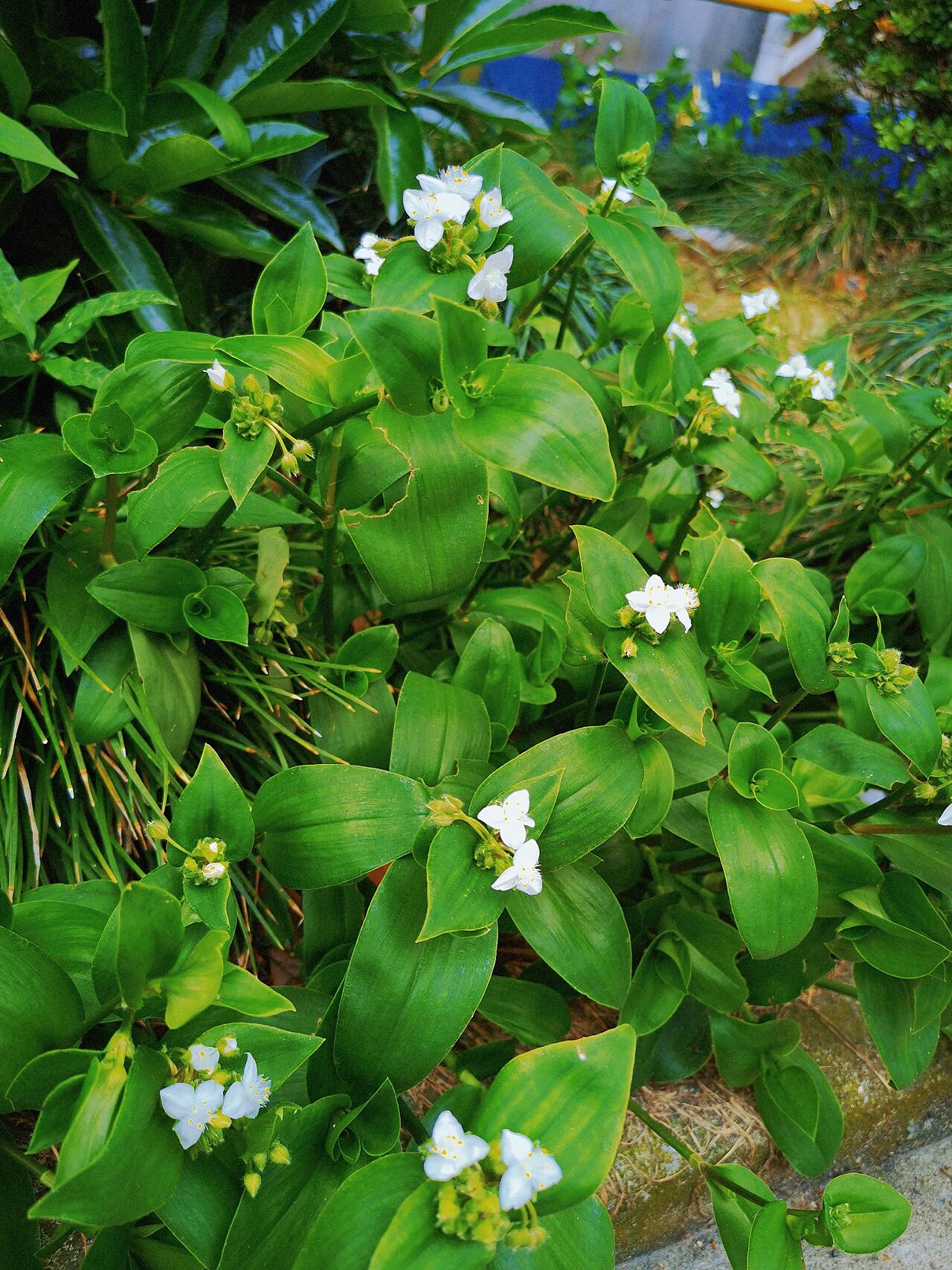 白花紫露草药用图片