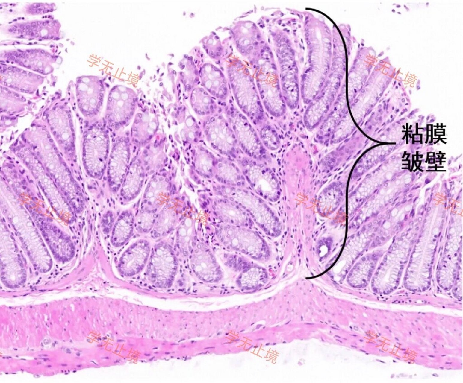 小鼠结肠的组织学结构 图16615是结肠远端 (靠近肛门).