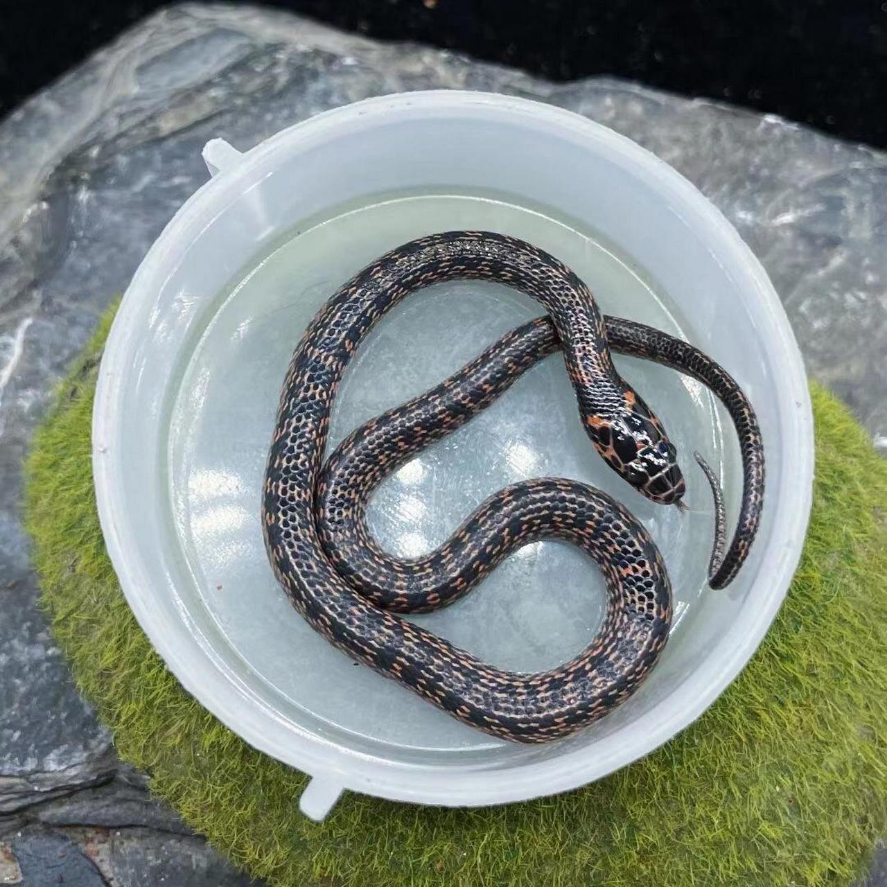 变异赤链蛇9615 来货了 超级好养 吃鱼切块就