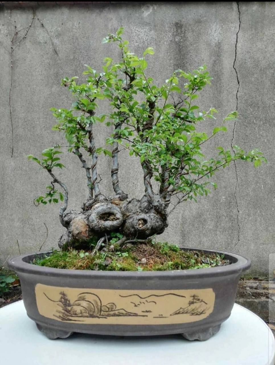 榆树盆景一山带木 榆树盆景一山带木,丛林老桩办公室花卉绿植阳台庭院