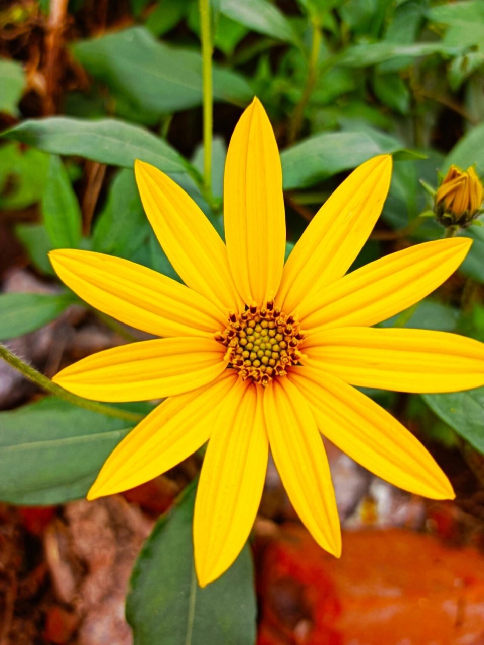 野鬼子姜花 一种地下根茎十分有价值的杂草—鬼子姜.