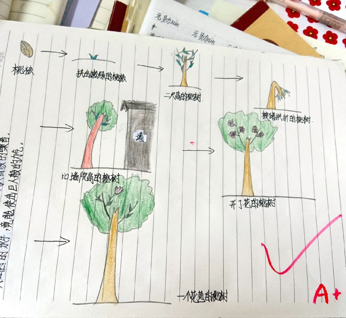 《一棵小桃树》课堂绘画活动 请绘制出小桃树的成长经历.