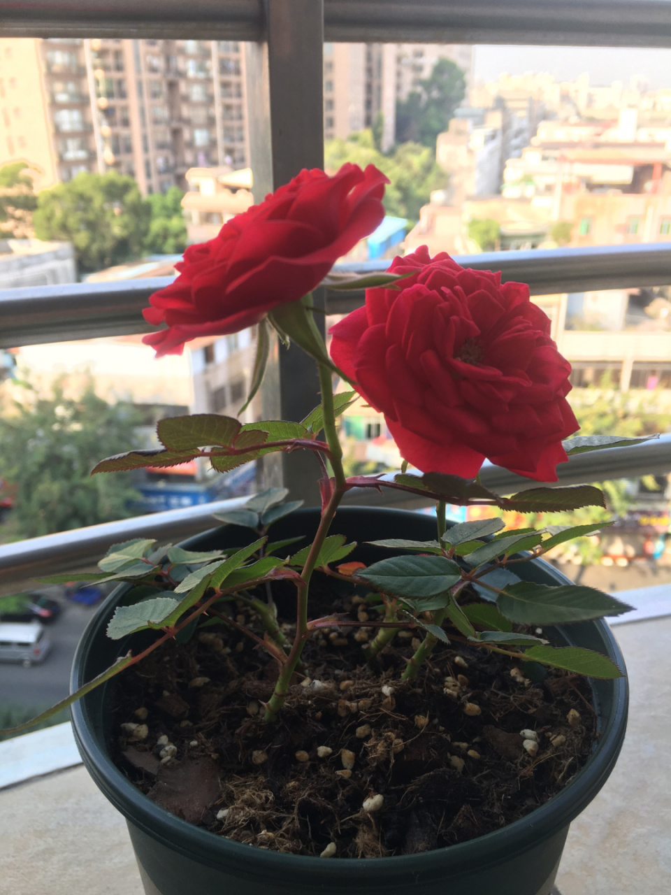 绿美人四朵全开了,花朵好大 绿美人就那么小的苗开的花好大,烈火的就