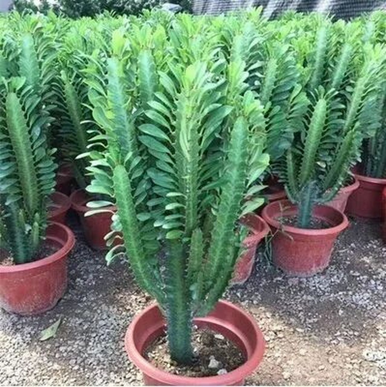 沙生植物 霸王鞭 霸王鞭(学名:euphorbia royleana boiss.